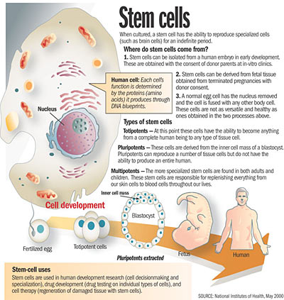 stem-cell-therapy เซลล์บำบัดช่วยชะลอวัยจริงหรือ
